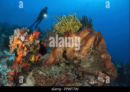 Diver looks on at sponges, soft corals and crinoids in a colorful Komodo seascape, Indonesia. Stock Photo