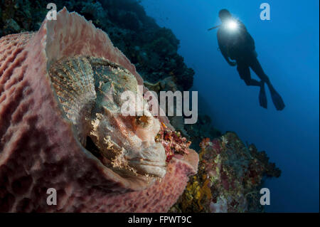 A diver looks on at a tassled scorpionfish (Scorpaenopis oxycephala) lying in a barrel sponge, Komodo National Park, Indonesia. Stock Photo