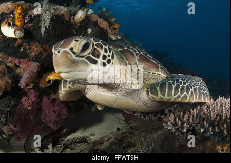 Close-up view of a green turtle (Chelonia mydas) resting on a reef top in Komodo National Park, Indonesia.