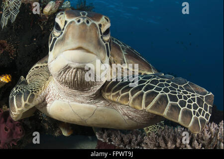 Close-up view of a green turtle (Chelonia mydas) resting on a reef top in Komodo National Park, Indonesia. Stock Photo