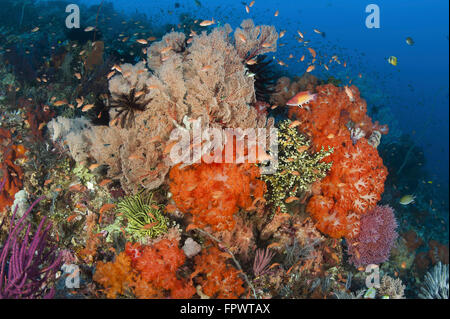 Bright sponges, soft corals and crinoids in a colorful Komodo seascape, Komodo National Park, Indonesia. Stock Photo
