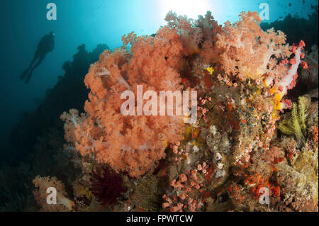 Diver looks on at sponges, pink soft corals and crinoids in a colorful Komodo seascape, Komodo National Park, Indonesia. Stock Photo