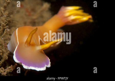 Head on view of Hypselodoris bullockii nudibranch with cerata visible, Komodo National Park, Indonesia. Stock Photo