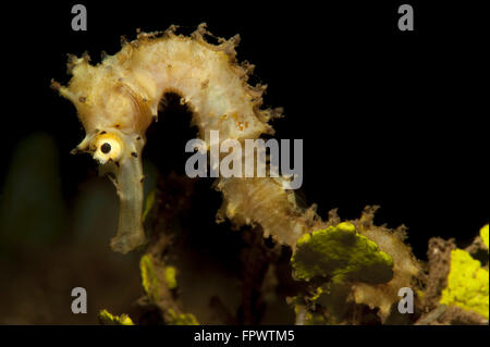 Side view of a pale cream colored thorny seahorse (Hippocampus histrix) against a dark background, Komodo National Park, Indones Stock Photo