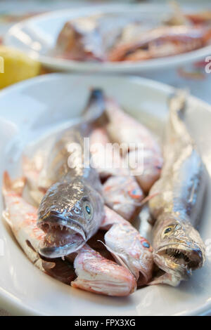 red mullets and small codfishes to prepare fish soup Stock Photo
