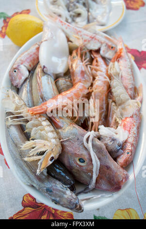 assortment of fish: tub gurnard squill fish king prawns red mullets codfishes to prepare a soup fish Stock Photo