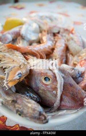 assortment of fish: tub gurnard squill fish king prawns red mullets codfishes to prepare a soup fish Stock Photo