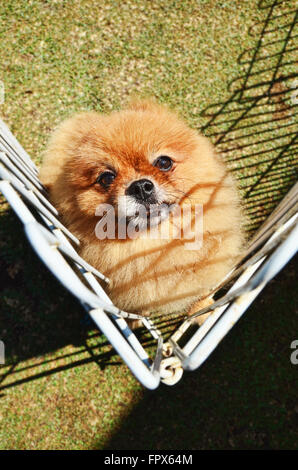 Cute brown Pomeranian puppy in the cage Stock Photo