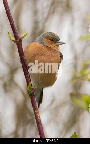 Chaffinch male in Mainsriddle garden, near RSPB Mersehead, Dumfries and Galloway, UK Stock Photo