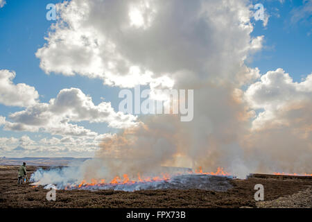 Seeding Heather Burning on moorland, which is undertaken in game shooting areas. Stock Photo
