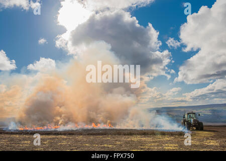 Heather Burning on moorland, which is undertaken in game shooting areas. Stock Photo