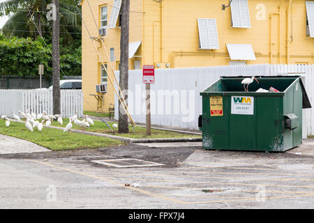 White ibis roaming about looking for food among waste in and near waste container, Key West, Florida, USA Stock Photo