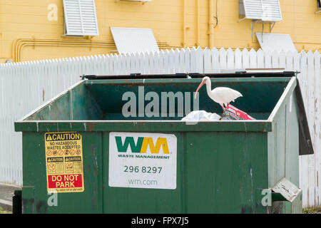 White ibis looking for food among waste in garbage container, Key West, Florida, USA Stock Photo
