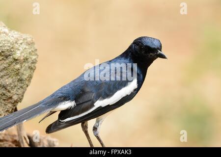 beautiful male oriental magpie-robin (Copsychus saularis) standing on dead tree Stock Photo