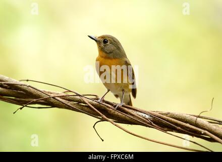 beautiful female hill blue flycatcher (Cyornis banyumas) possing Stock Photo