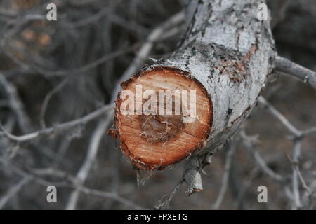 Cut Mesquite Tree branch close up Stock Photo