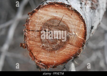 Cut Mesquite Tree branch close up Stock Photo