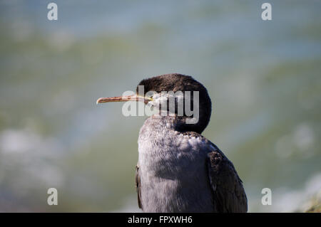 Juvenile spotted shag in Howells Point Recreational Reserve - Riverton, New Zealand Stock Photo