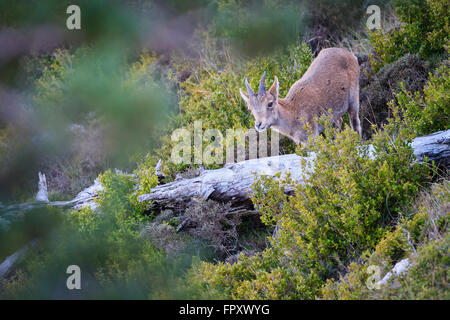 Iberian Wild Goat (Capra pyrenaica hispanica) on habitat. Els Ports Natural Park. Catalonia. Spain. Stock Photo