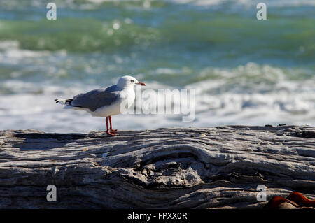 Red billed gull standing on top of driftwood - Howells Point Recreational Reserve - Riverton, New Zealand Stock Photo