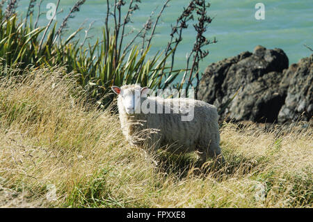 Sheep grazing by the sea in Riverton, New Zealand Stock Photo