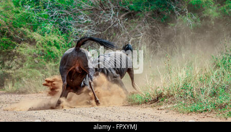 Two fighting Blue wildebeest in the Kruger National Park, South Africa. Stock Photo