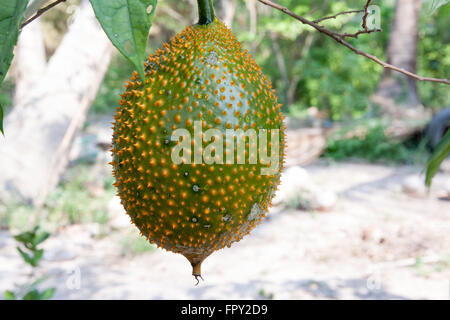 Gac fruit (Momordica cochinchinensis) is cultivated throughout Southeast Asia Stock Photo