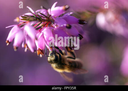 Erica carnea  'Pirbright Rose' Honey bee pink flower Stock Photo