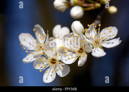 Plum Prunus blossoms on a branch in early spring White flowers Stock Photo