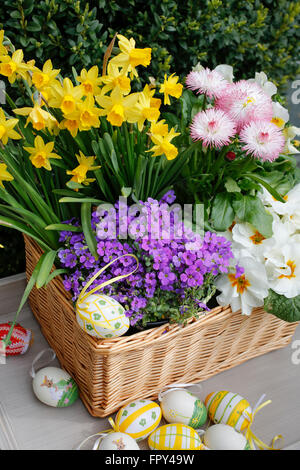 Basket with easter eggs, yellow narcissuses, daffodils (Narcissus pseudonarcissus), Aubretia (Aubrieta) Stock Photo