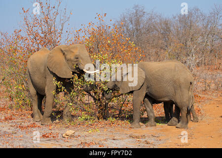 African elephants (Loxodonta africana) feeding, Kruger National Park, South Africa Stock Photo