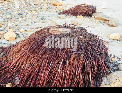 Stump of a palm tree complete with roots washed up on a beach Stock Photo