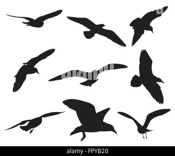 Seagull Set Silhouettes on the white background Stock Vector