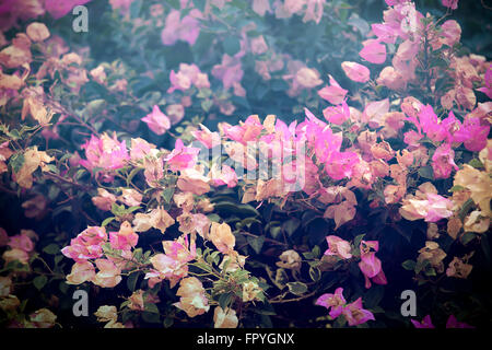 Vintage flowers (Bougainvillea flower) background Stock Photo