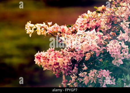 Vintage flowers (Bougainvillea flower) background Stock Photo