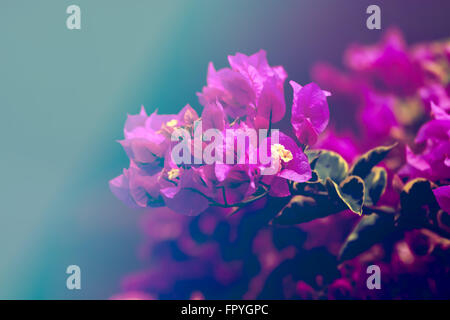 Vintage flowers (Bougainvillea flower) background Stock Photo