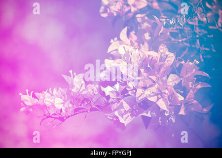 Vintage flowers (Bougainvillea flower) background Stock Photo