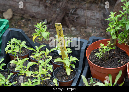 A photograph of a a stevia plant growing in an alpine greenhouse in Switzerland. Stock Photo