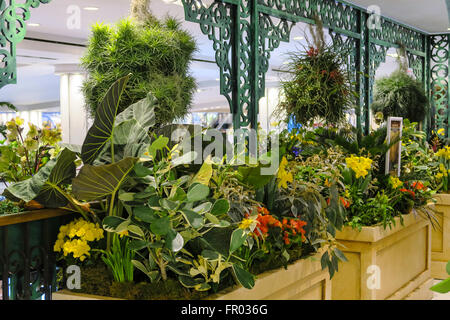 New York, USA. 20th March, 2016. Macy's transcontinental journey in flowers draws crowds. Credit:  Patti McConville/Alamy Live News Stock Photo