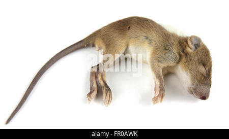 mouse  dead blood out nose Stock Photo