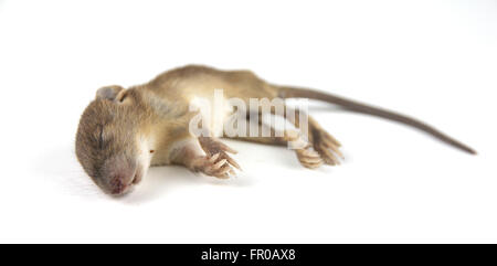 mouse  dead blood out nose Stock Photo