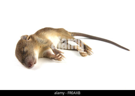 mouse  dead blood out nose Stock Photo