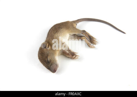 mouse  dead blood out nose Stock Photo