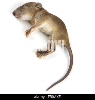 mouse  dead blood out nose Stock Photo