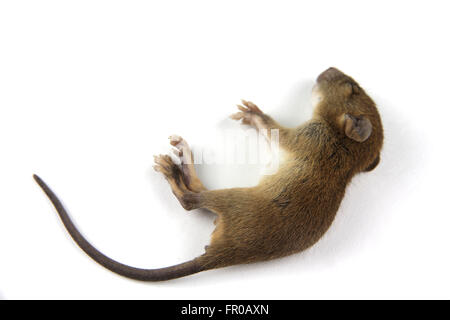 mouse  dead blood out nose Stock Photo