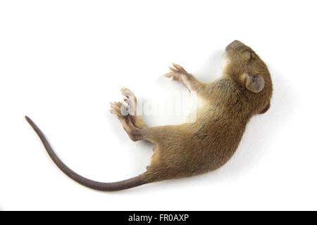 mouse  dead blood out nose Stock Photo