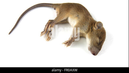 mouse  dead blood out nose Stock Photo