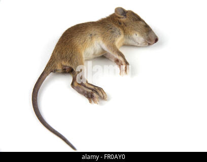 mouse  dead blood out nose Stock Photo