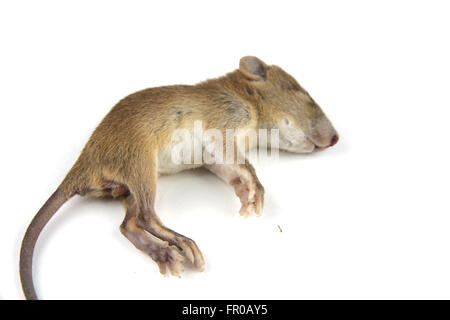 mouse  dead blood out nose Stock Photo