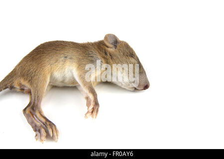 mouse  dead blood out nose Stock Photo